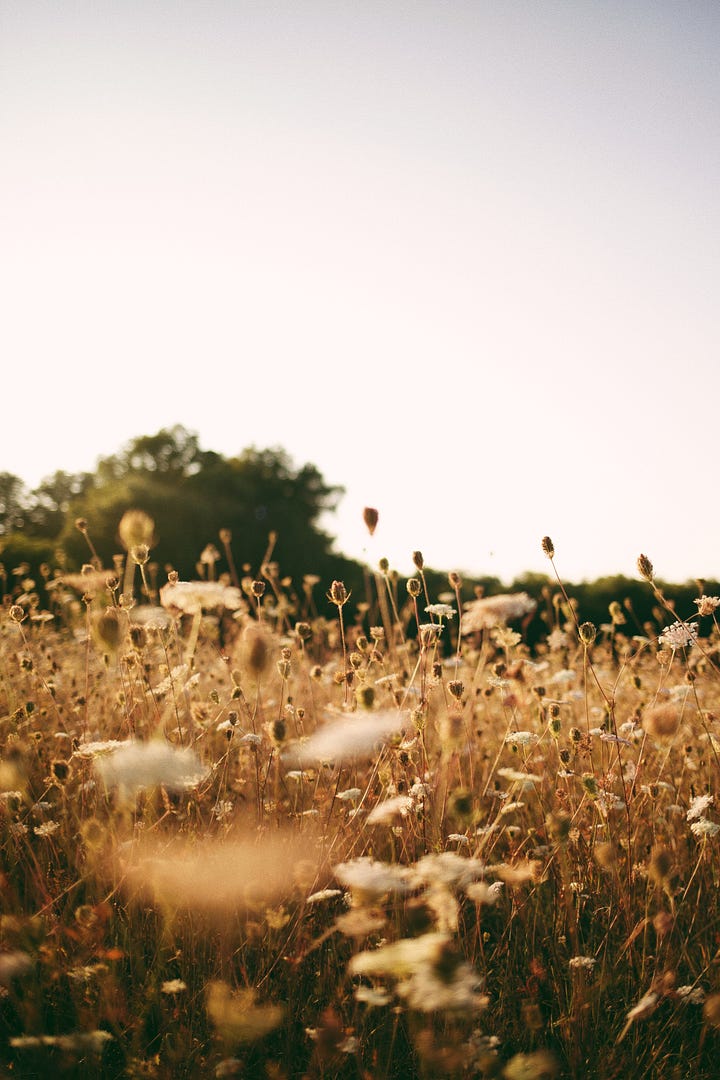 images of a late summer meadow in France at golden hour. Sara wears a white cotton dress.