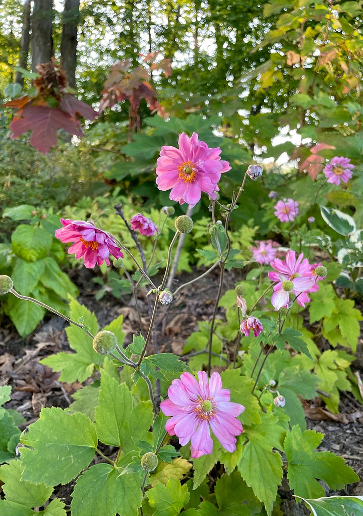 Along the damp Primrose path this month: Anemone 'Pamina'; Sweet Autumn Clematis; and two different Chelone, C. obliqua and C.lyonii