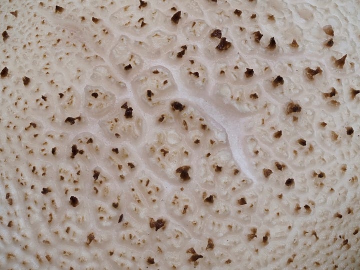 white puffball mushroom