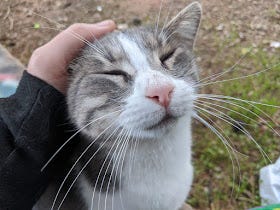 A gallery of the many friendly cats of Greece. There were quite a few caretakers who minded the cats, feeding them and getting them spayed/neutered. Many cats had designated shops or restaurants they lived in. Almost all of them were friendly. 