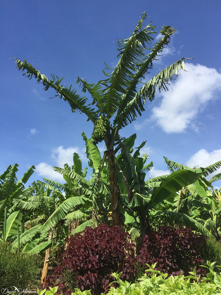 Banana plants in Uganda