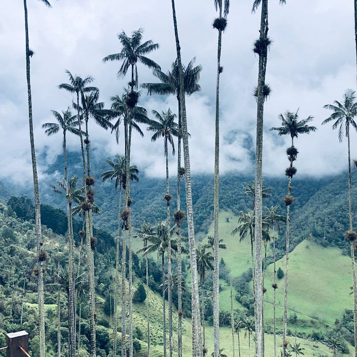 Cocora Valley and the cloud forest.