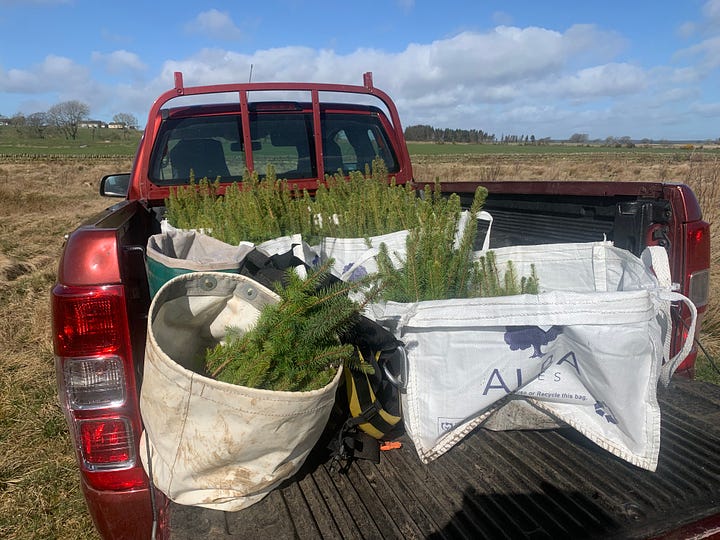 A range of photos from my planting activities at the estate back in 2022, to the present day. Can you pick out the arb planting from the forestry planting?