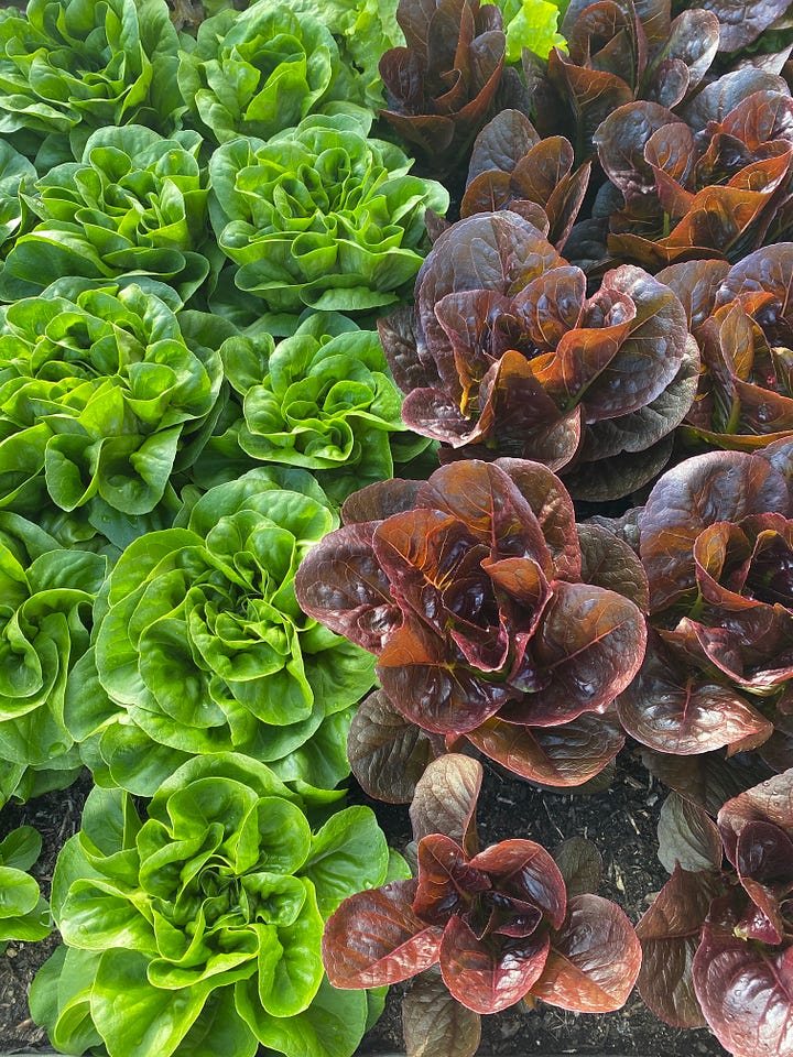 lettuces, fennel, and cucumbers