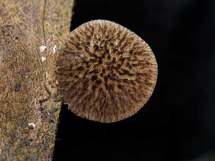 Pluteus readiarum