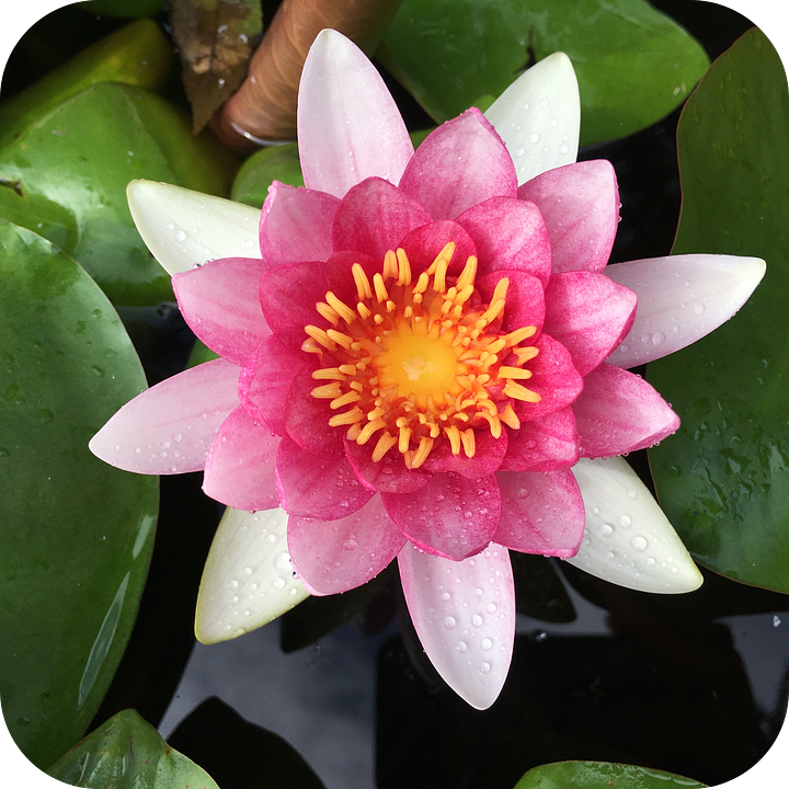 on the left a pink water lily with a yellow orange center. the petals are sprinkled with tiny drops of water surrounded by big green leaves. on the right there is a closed flower like a bud surrounded by big green leaves and reflections of trees in the clear water.