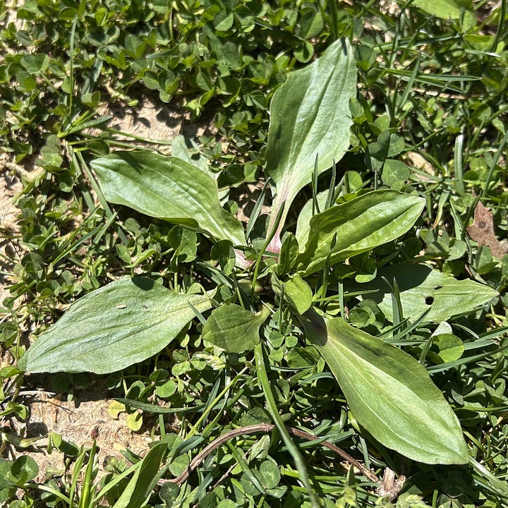 The left image shows a small patch of garlic mustard, with a cluster of about 15 green, heart-shaped leaves. The right image shows a small broadleaf plantain plant with five oblong leaves in a star-like shape.