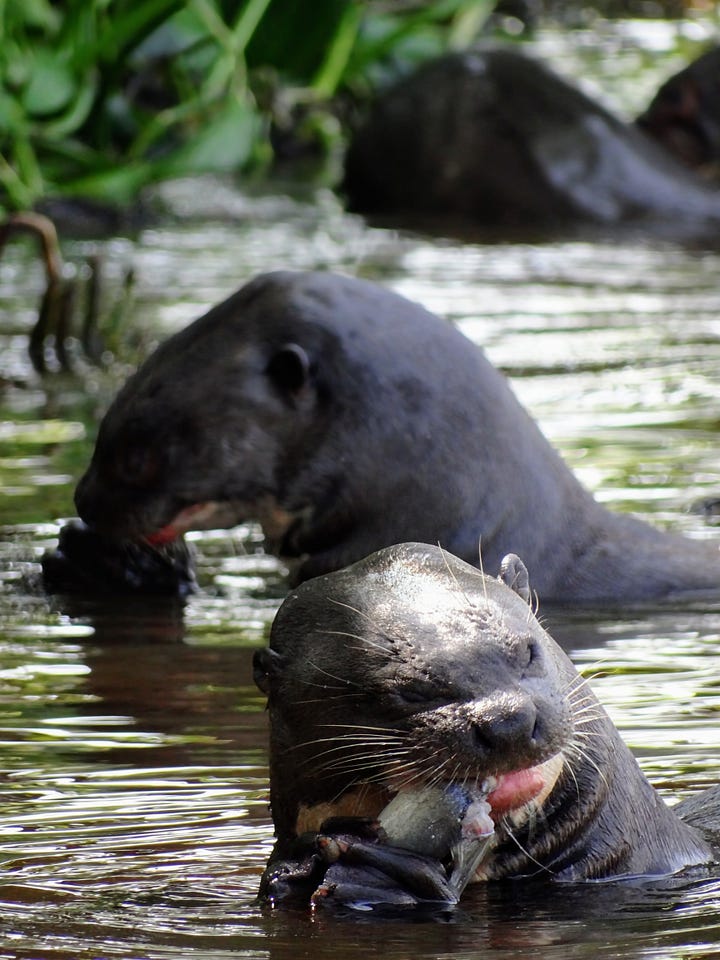 Giant River Otter