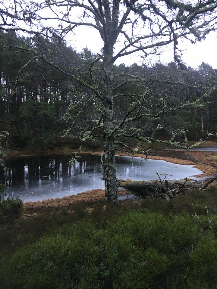 Images: 1. Loch an Eilein with the castle shadowed just off centre; 2-3. Lochan Mor as the drizzle came; 4. one of The Lochans with icy edges.