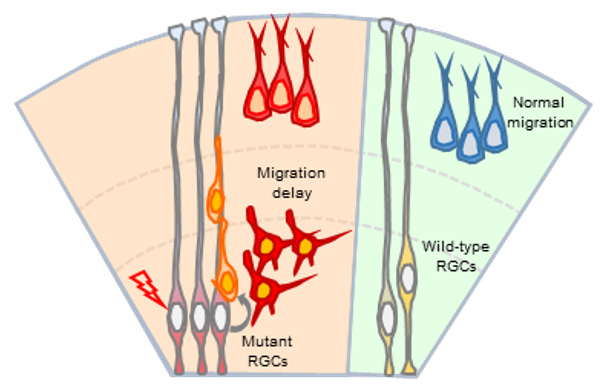 Inventions Uncover Genetics and Mechanisms Underlying Brain Developmental Disorders