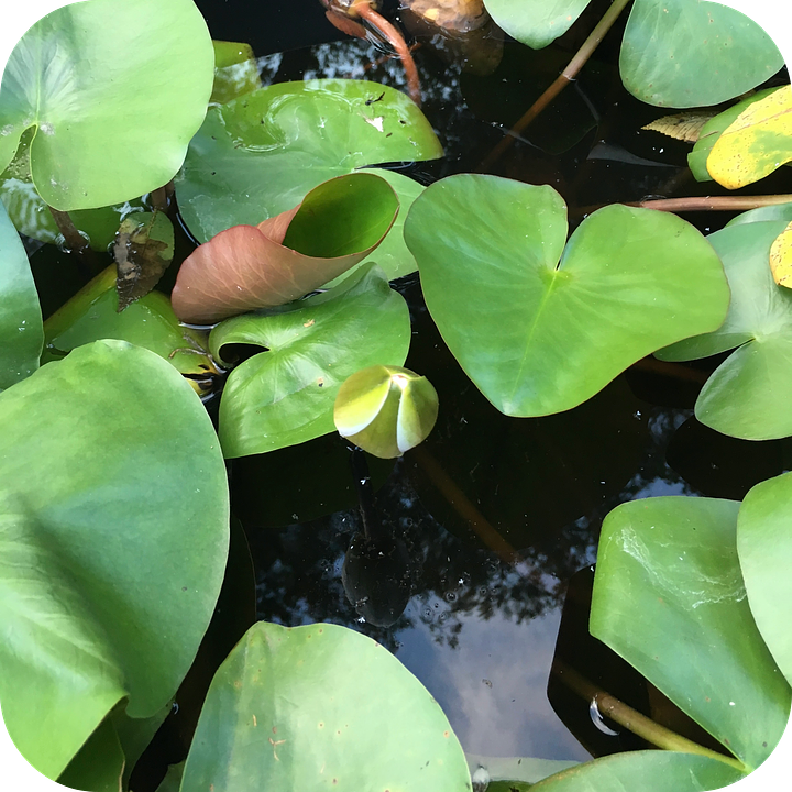 on the left a pink water lily with a yellow orange center. the petals are sprinkled with tiny drops of water surrounded by big green leaves. on the right there is a closed flower like a bud surrounded by big green leaves and reflections of trees in the clear water.