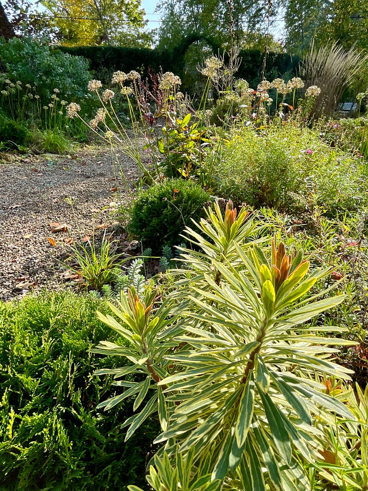 Aster 'Blue Bird' is a cultivar of the Smooth blue aster; Euphorbia 'Ascot Rainbow' is a favorite in every season; a seedling Anemone blooming long after the other pinks; and Geranium 'Rozanne' is one that keeps going til Thanksgiving.