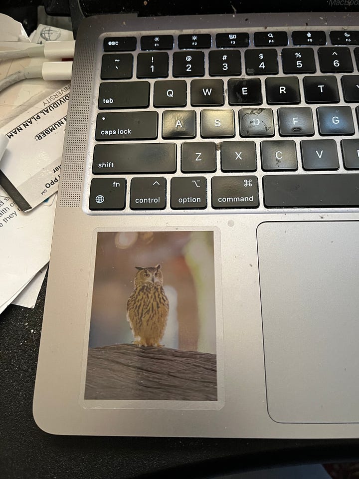 Photos of a print of Flaco the owl, which is near Laura's desk, and a Flaco sticker on her computer