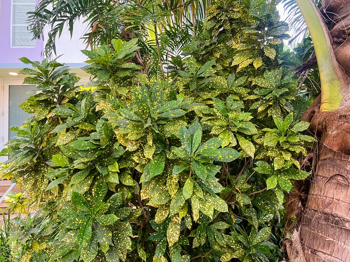 Photo of banyan trees along a greenway between two roads in a suburban neighborhood; photo of a snail on the ground with some soil, twigs, and short plants; photo of green leaves in various shades and textures from a plant bush; large, 2-3 foot green plant fronds with dappled light from the sun; photo of a tall, thick plant bush of yellow-spotted green leaves beside a palm tree