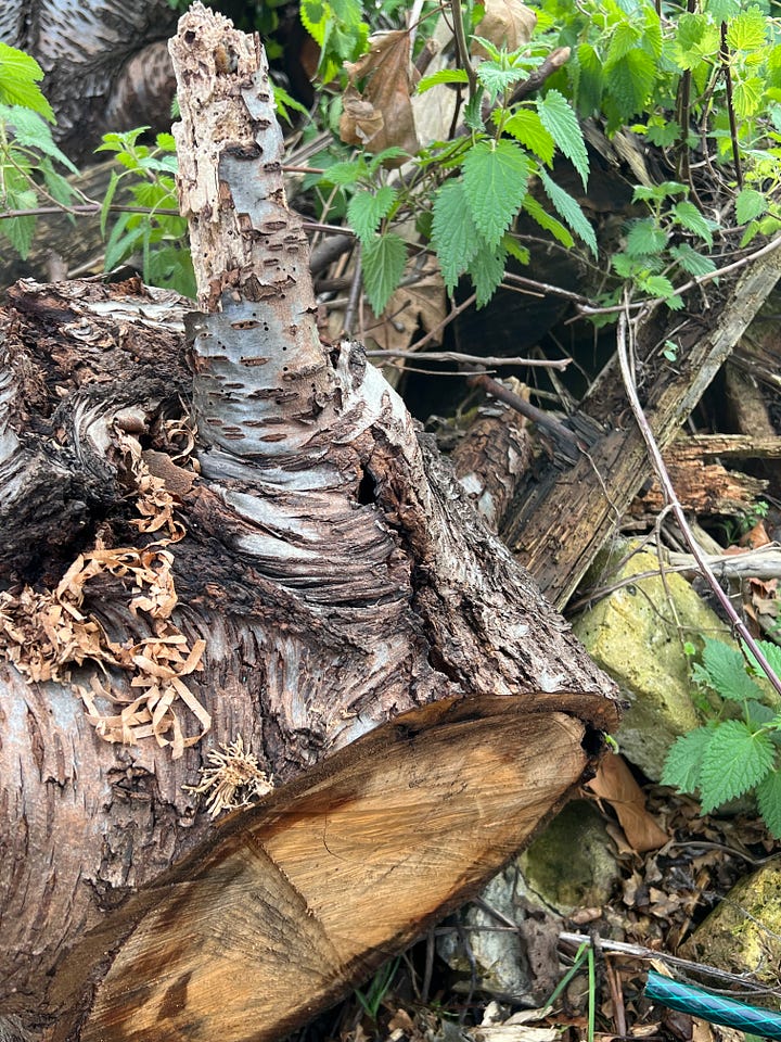 photos of different habitats in Leyton boundary garden where invertebrates can be found in winter