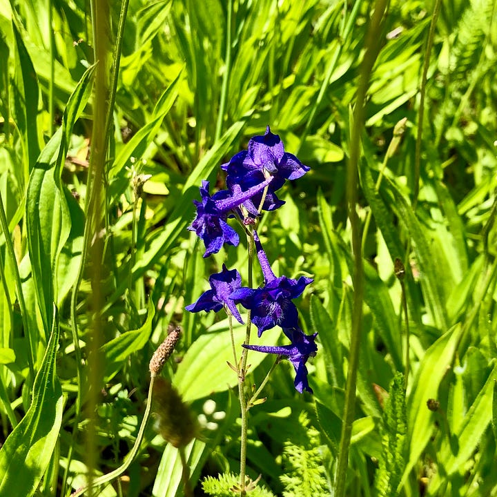 Closeup of various wildflowers in meadow and gravel conditions.