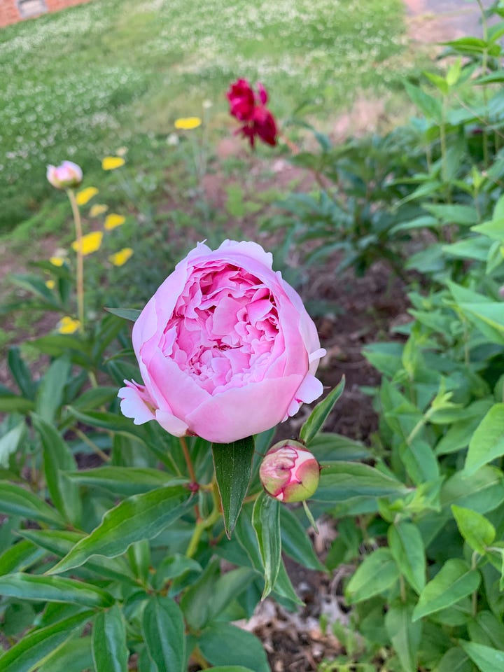 a beautiful white peony blossom fully open. and a pink peony bud, starting to open
