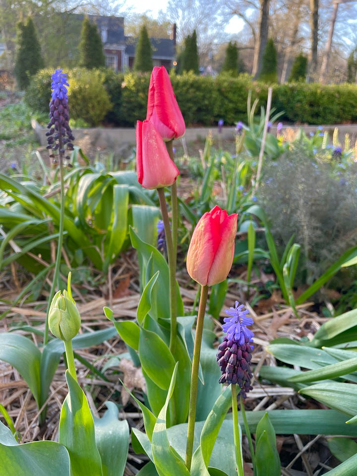 For my third transgression (I am no good at limits on spring flowers apparently), there are a mix of reds, oranges and yellow tulips in the Hot Border, but the blue Muscari latifolium is a nice foil, along with the Bronze Fennel. You get the best blend of all these colors when looking at the red unfurling leaves of the Japanese Acer. 