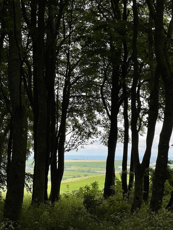 Ridgeway with trees and hotses
