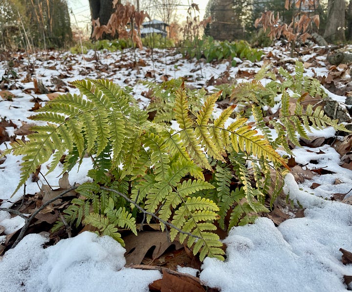 Evergreen Hedges & Perennials: Epimediums on Hellebore Hill; Arborvitaes by the drive; Hemlock framing the Daffodil Dell; and Autumn ferns in the snow.