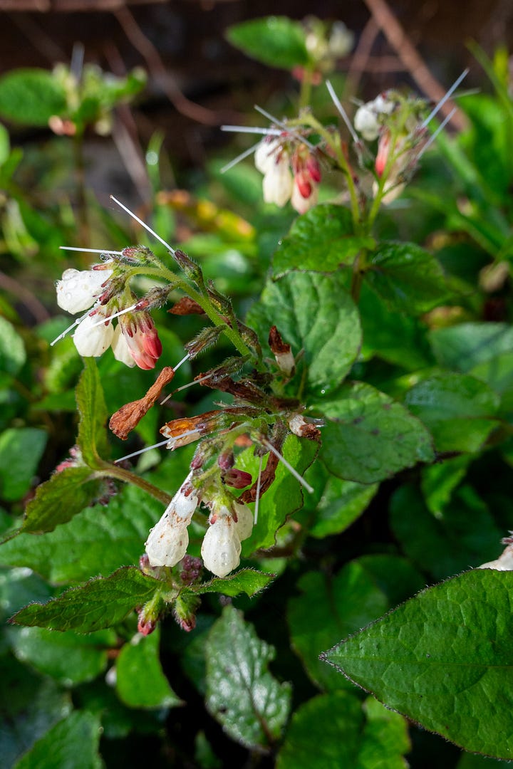 One of the footbridges, a waterfall, unusual comfrey, and a sheet of liverworts and mosses © Felicity Martin
