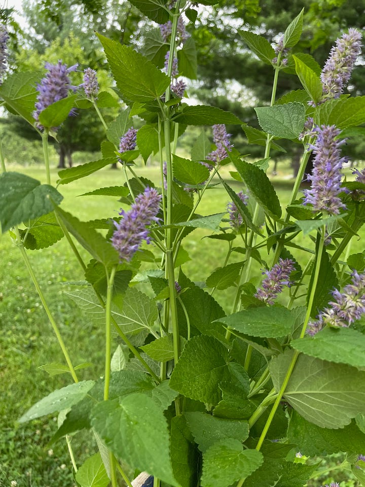 Hyssopus officinalis and agastache foeniculum