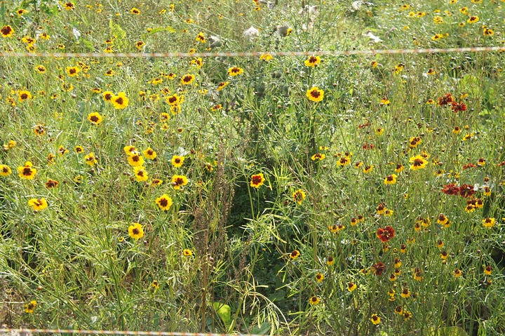 The coreopsis tinctoria trial plot, showing the plant close up, and the weeds scattered amongst the tall flowering plant.