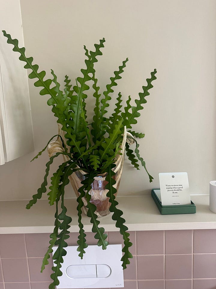 and cactus by Clare Hastings