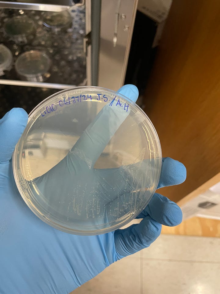 Left: a picture of me smiling in Stanford's main quad, standing in front of a tree with violet blossoms. Right: me holding my very own culture of Li010 bacteria. 