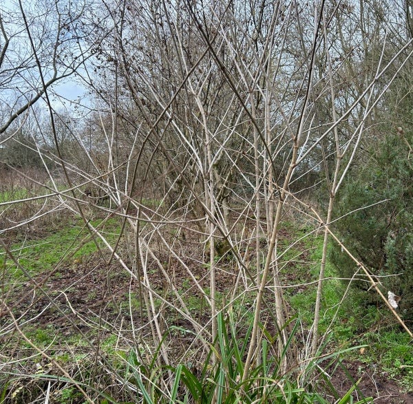 Coppiced stems close up and growing up tall