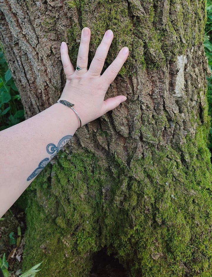 Nature connection with Oak trees