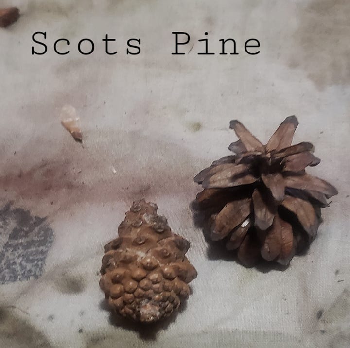 photos of different cones, with the names of the trees they came from