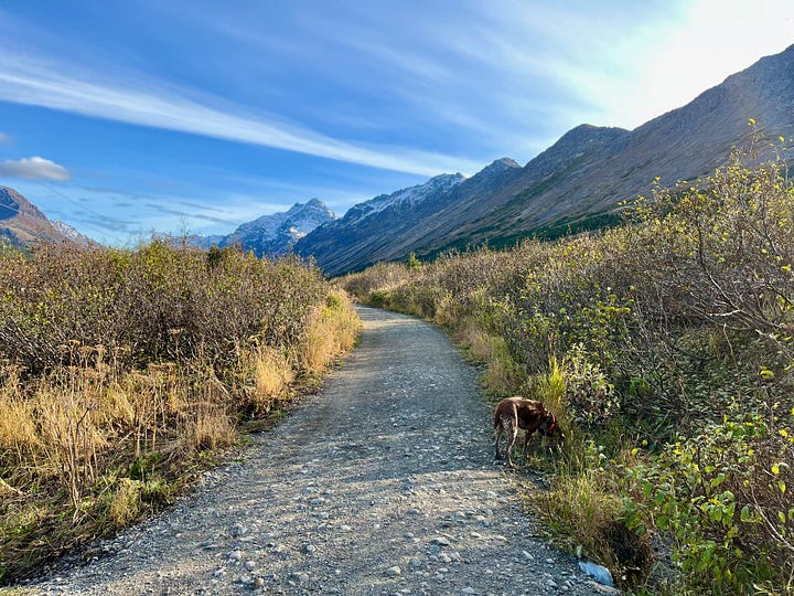 Mountain slopes, tundra turning red and gold, snow on tops of mountains along a pebble path