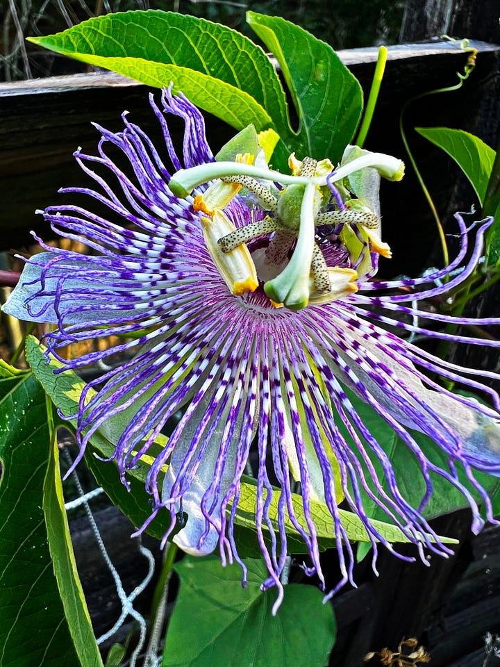 A circular purple flower and a spotted yellow flower