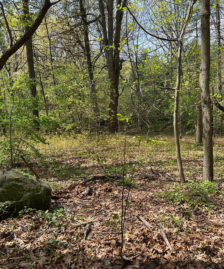 The image at left shows a tulip poplar sapling, with pale green leaves that some people think resemble a sort of squared-off tulip, in the foreground of woodlands. The image at right shows the same clearing in a longer shot, with three saplings that are hard to make out, and a large boulder left by the Wisconsin glacier.