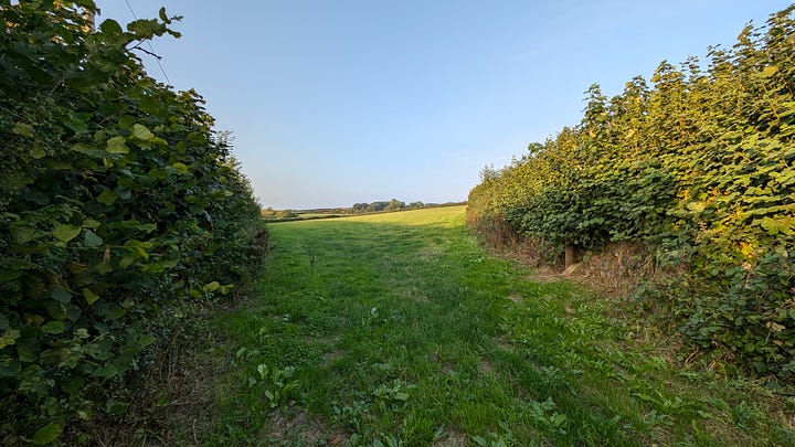 photos of narrow rural lanes in Devon