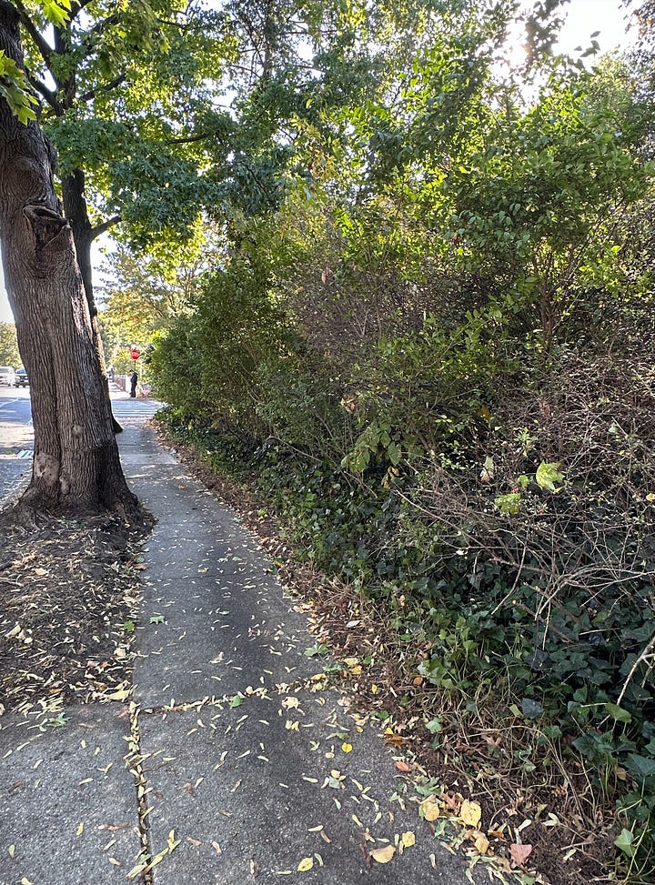 2 Sidewalks recently cleared of ivy and other debris