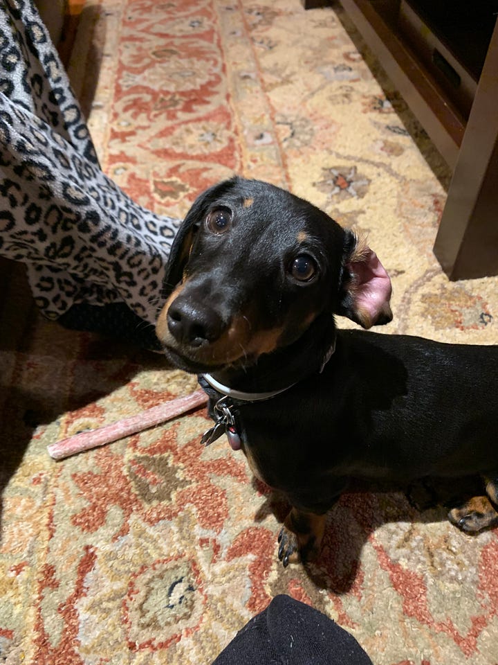 A black and brown Dachshund puppy looking at the camera; A Dachshund puppy looking at the camera with his mouth open in a smile