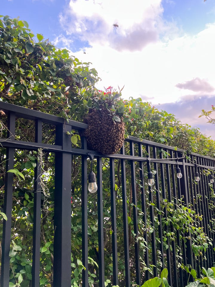 image of a laptop and water bottle and coffee mug and fanny pack on a shaded table beneath a gazebo in a lush garden; image of a two-square-foot beehive alone a black iron fence and green hedge.