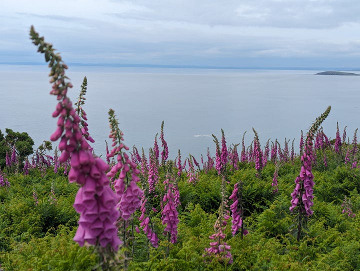 gower tour of beaches and cafes