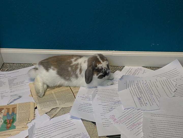 Floppy the rabbit chews paper and naps on copy paper.