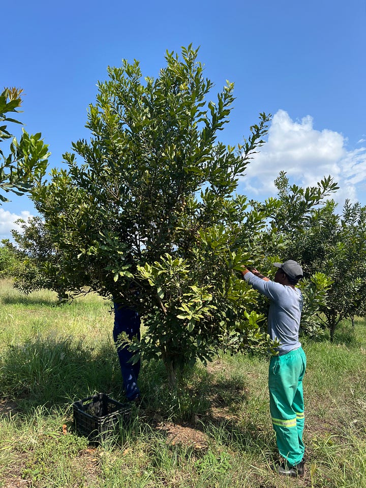 Workers strip macadamia nuts from a tree