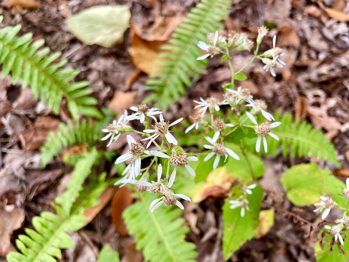 More natives in the woodland: Northern sea oats is a beautiful grass with dangling seedheads, White Wood Aster (Eurybia divaricata) & the Christmas fern (Polystichum acrostichoides).