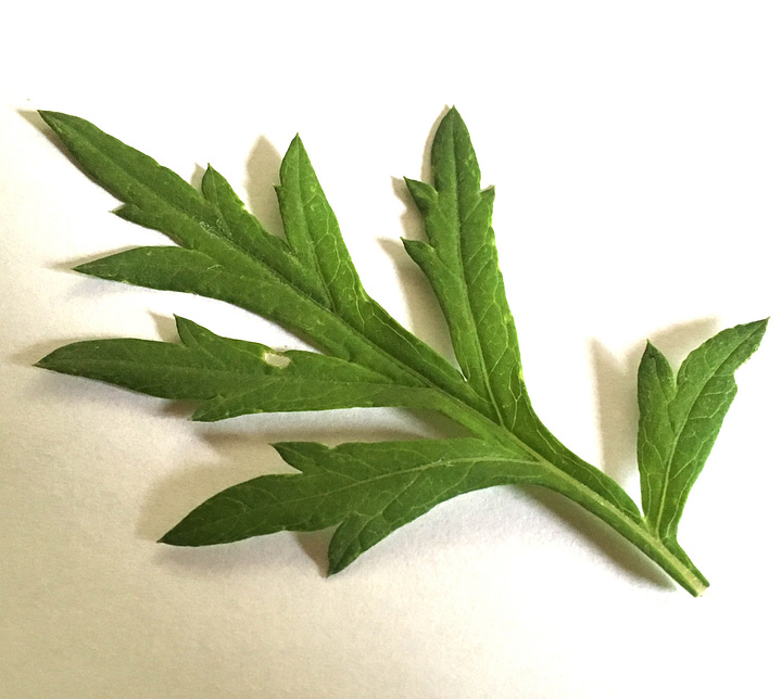 Mugwort leaf underside and top.