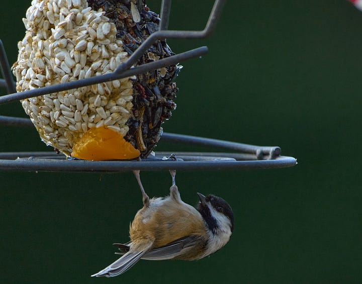 Chickadees in various cute poses.