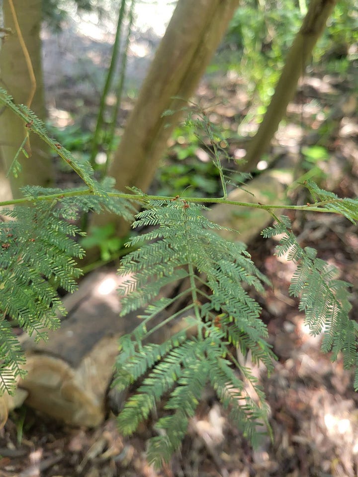 The Understory