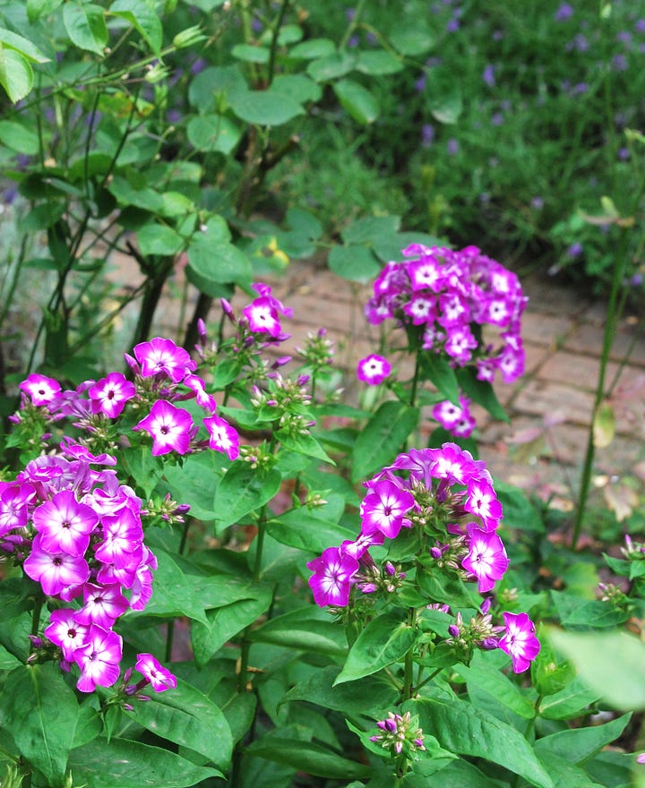 The rose-festooned front walk to Rose Cottage includes lavender, lilies, phlox, penstemon, and many other plants
