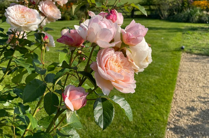 Autumn Flowers