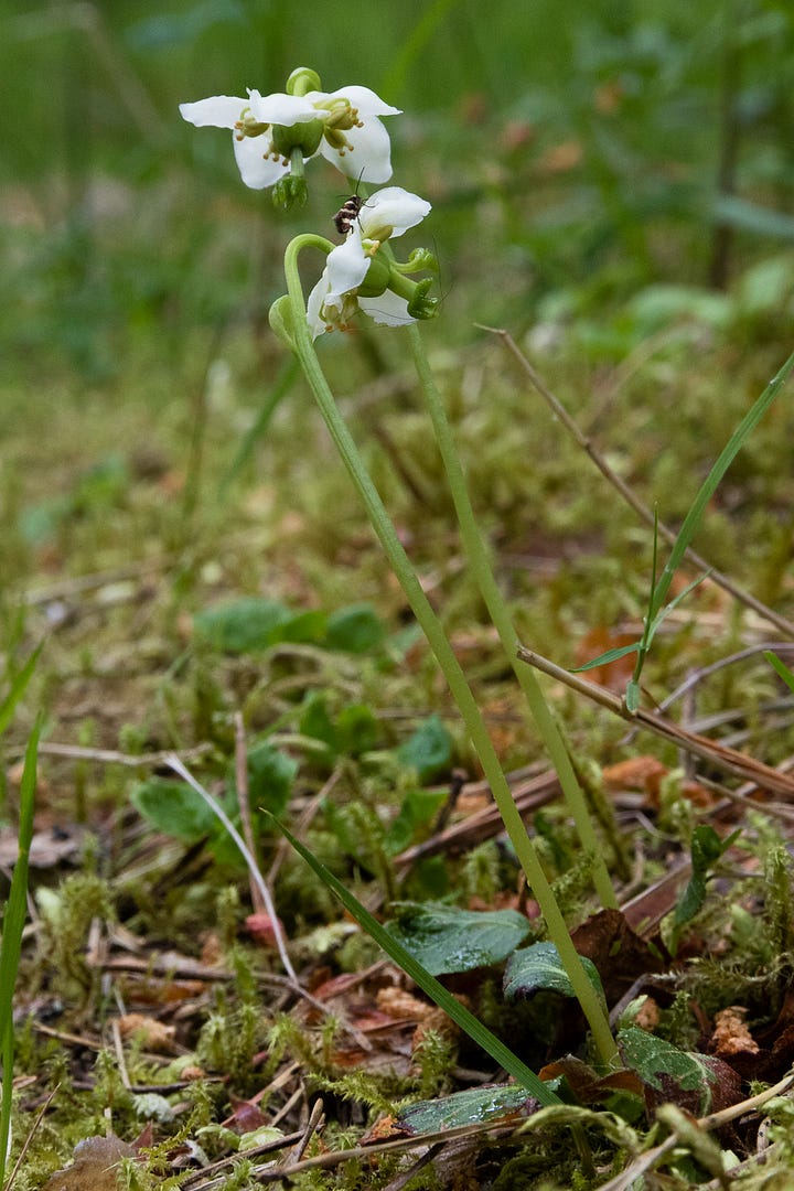 Creeping lady’s-tresses and one-flowered wintergreen © Felicity Martin