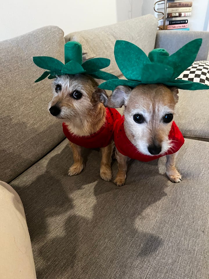 two dogs dressed in strawberry costumes and one dog wearing a bob wig